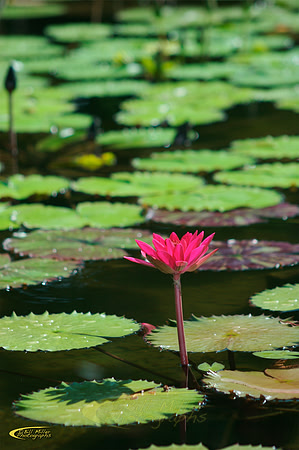 The Pond, Lillies