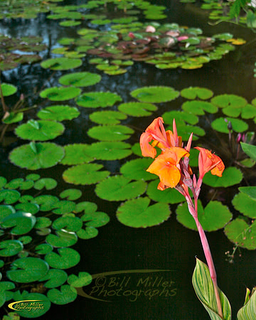 The Pond, Lillies
